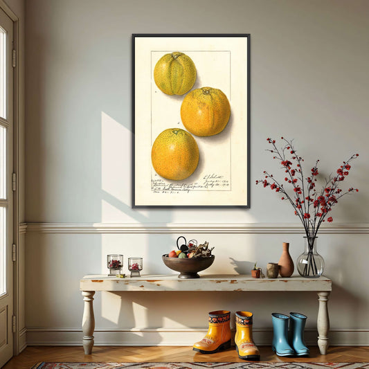 Three oranges, botanical illustration by Ellen Isham Schutt