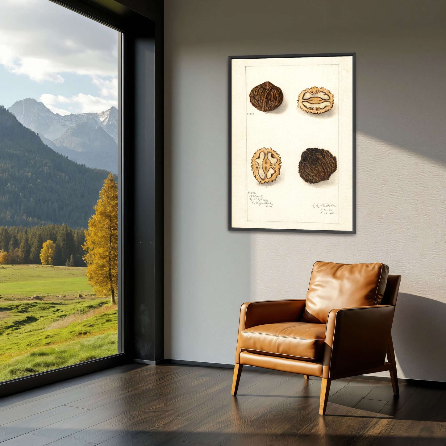 Walnut botanical illustration by Amanda Almira Newton