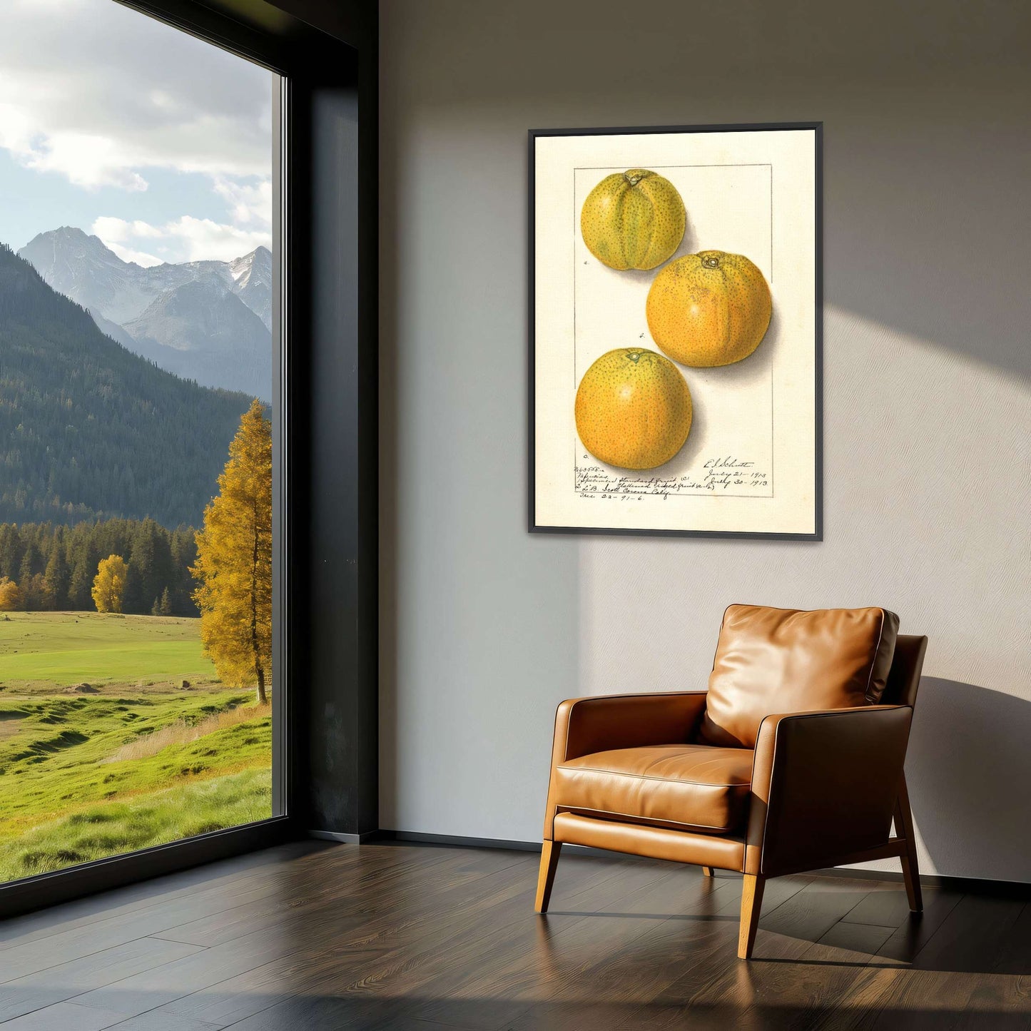 Three oranges, botanical illustration by Ellen Isham Schutt