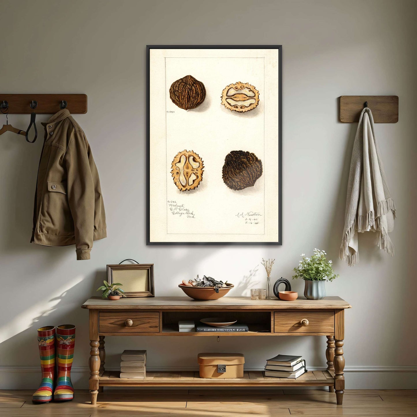 Walnut botanical illustration by Amanda Almira Newton