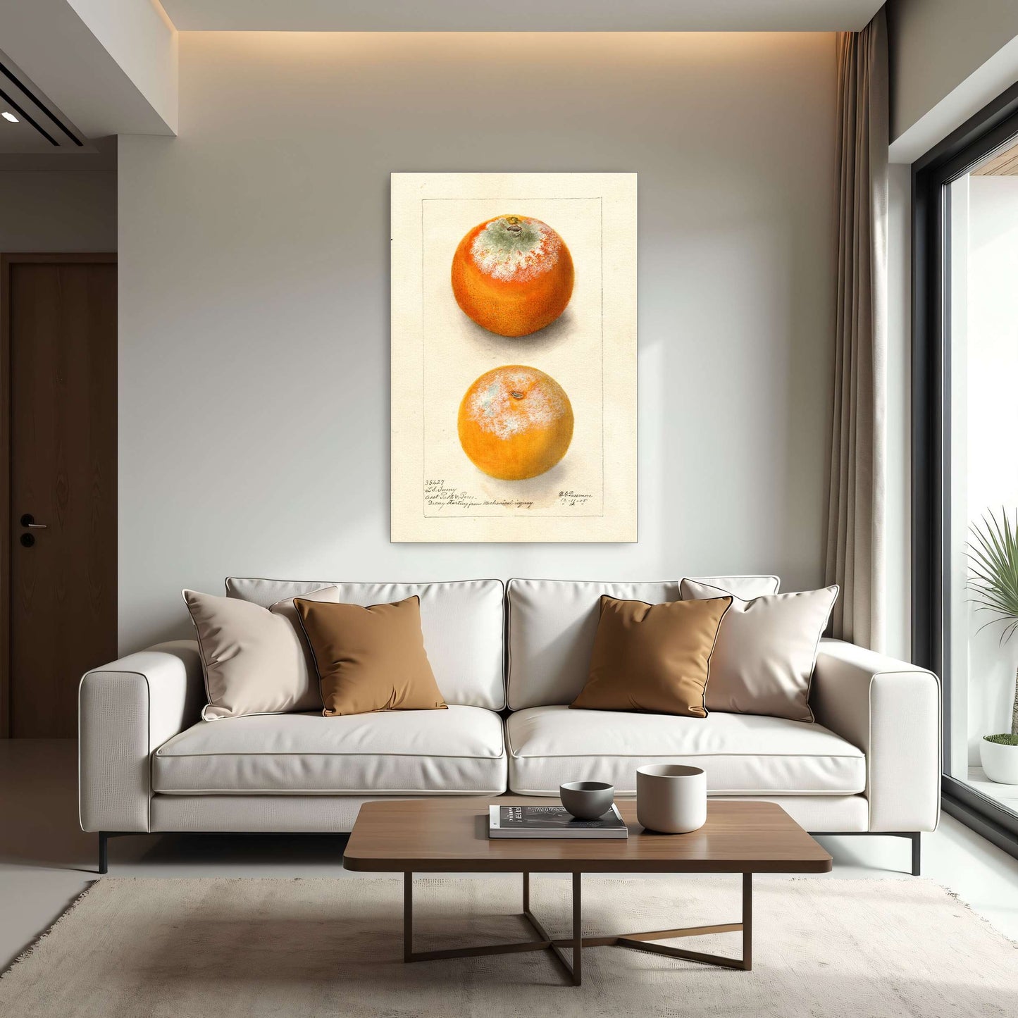 Moldy oranges, botanical study by Deborah Griscom Passmore