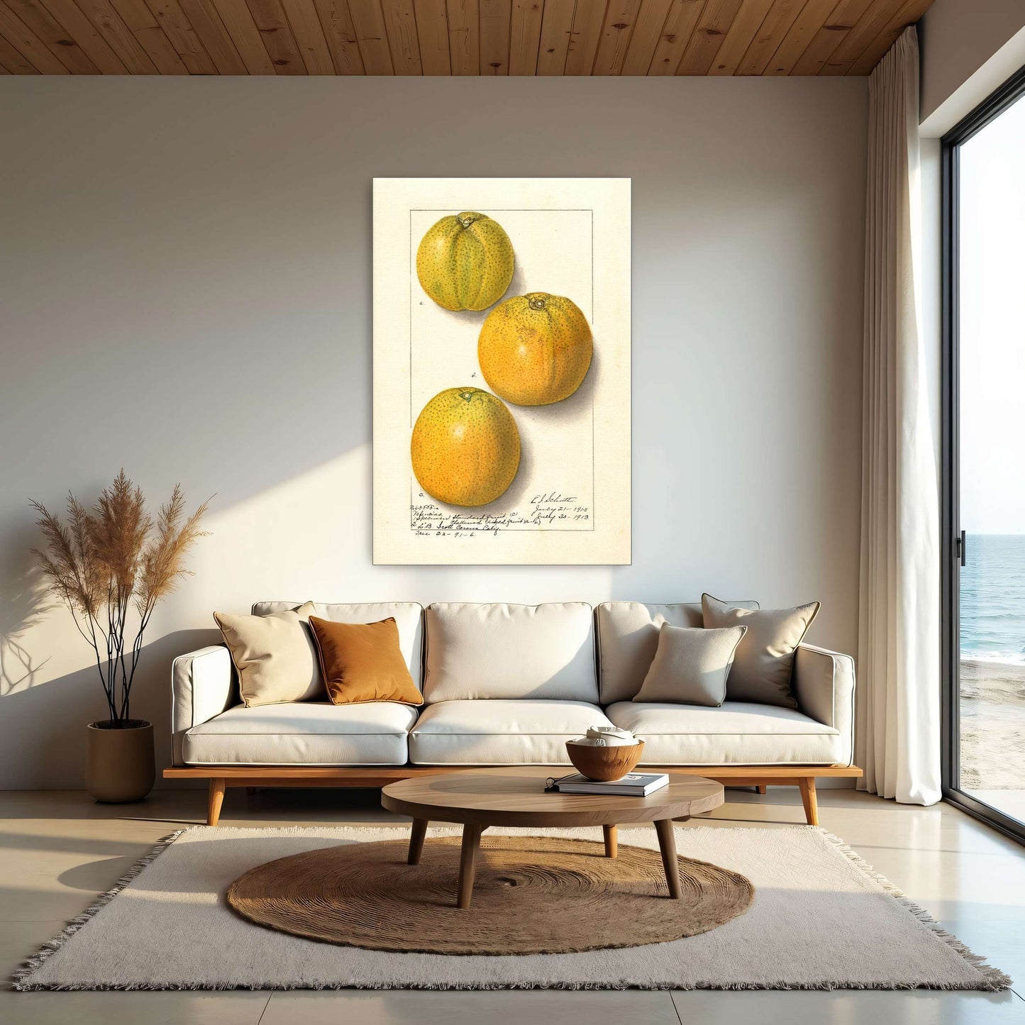 Three oranges, botanical illustration by Ellen Isham Schutt