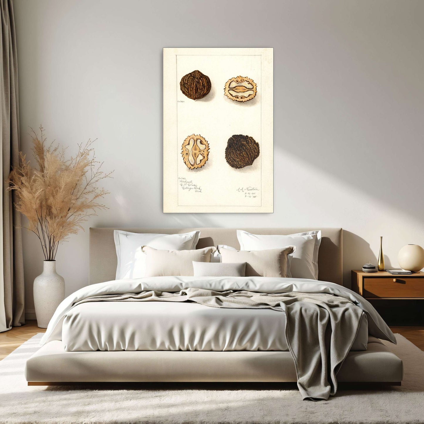 Walnut botanical illustration by Amanda Almira Newton