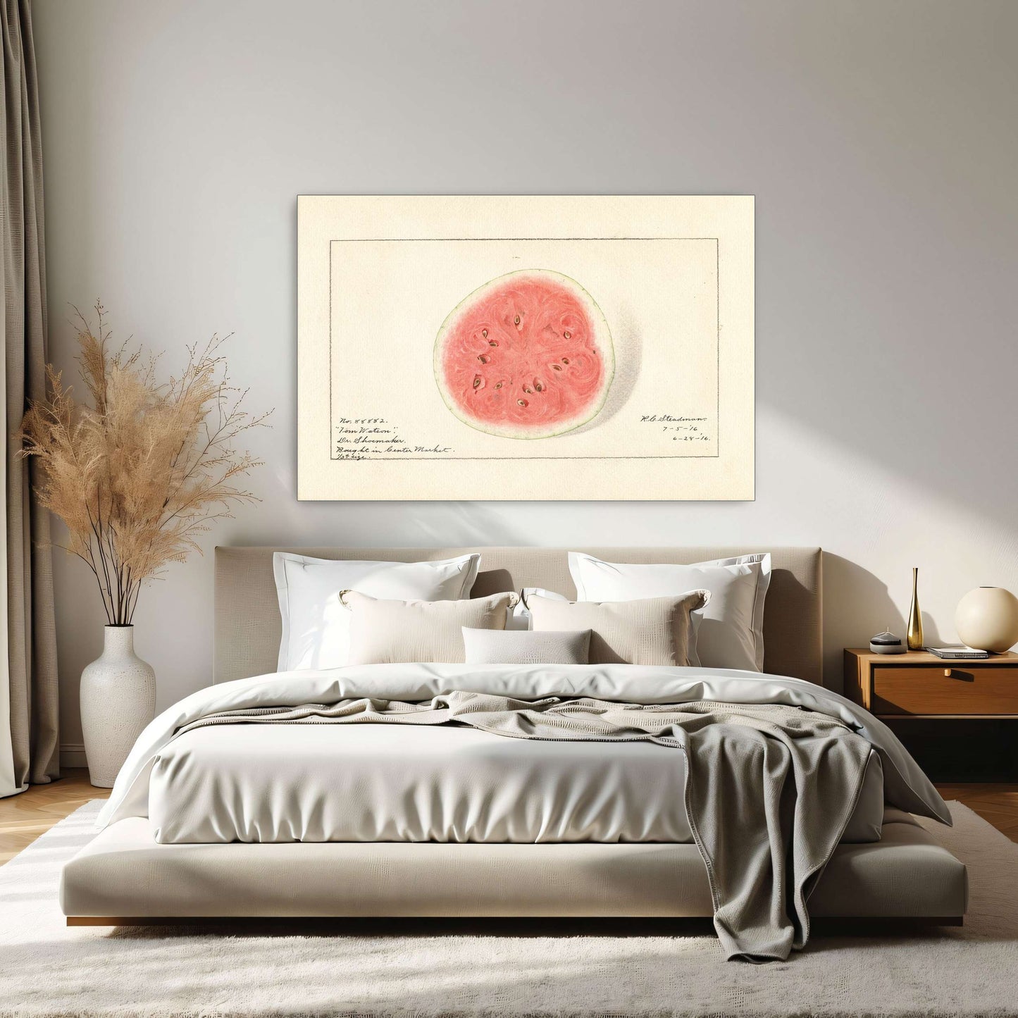 Watermelon half, botanical illustration by Royal Charles Steadman