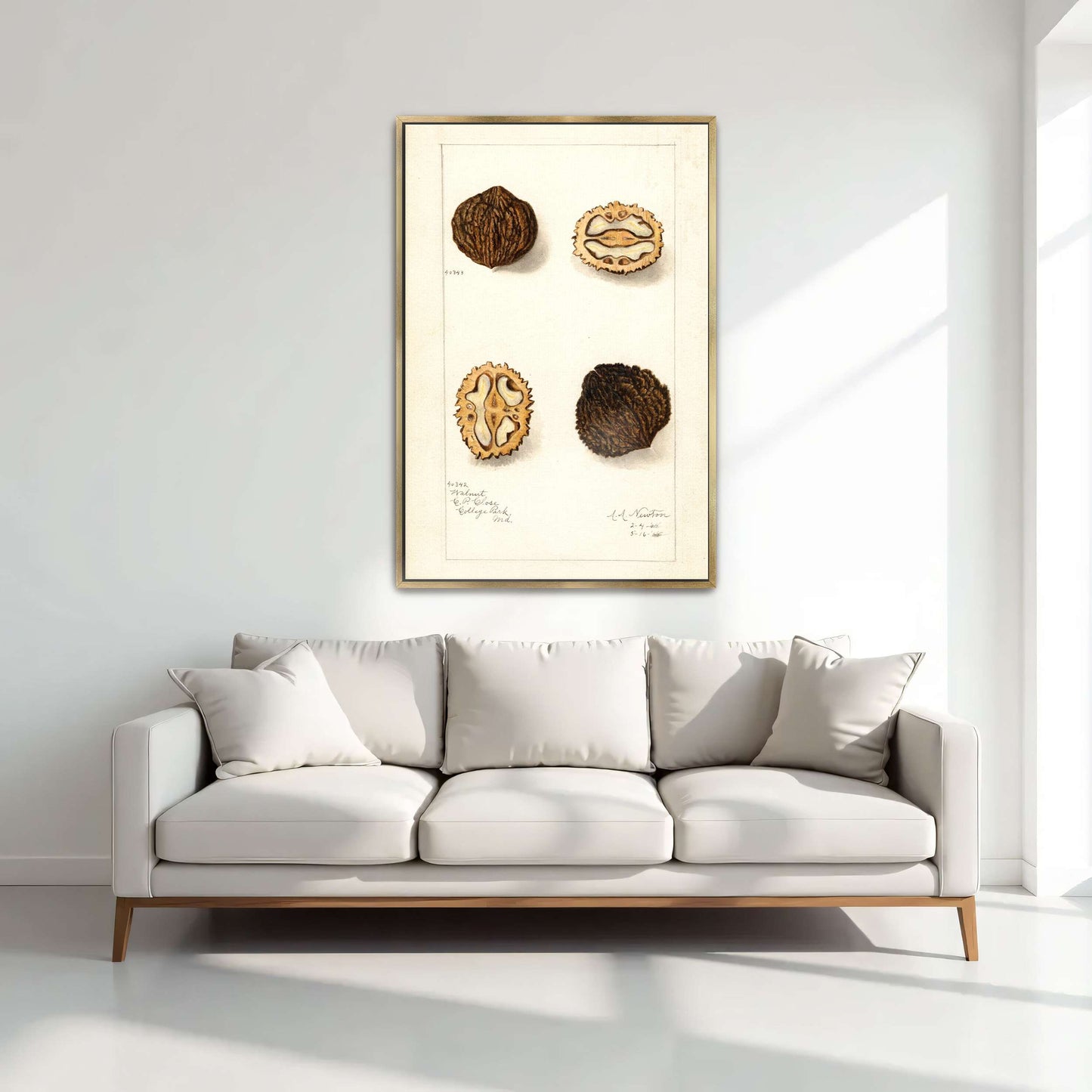 Walnut botanical illustration by Amanda Almira Newton