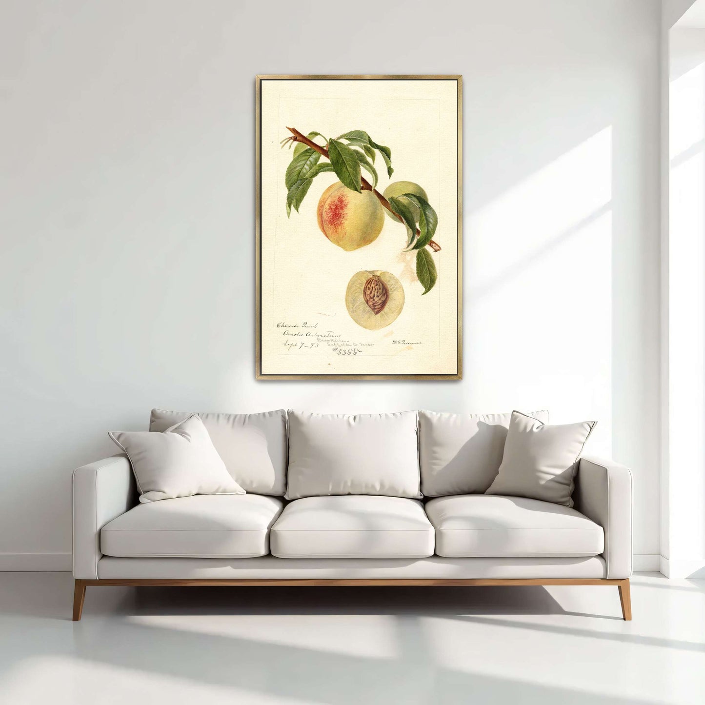Chinese Peach Botanical Illustration by Deborah Griscom Passmore