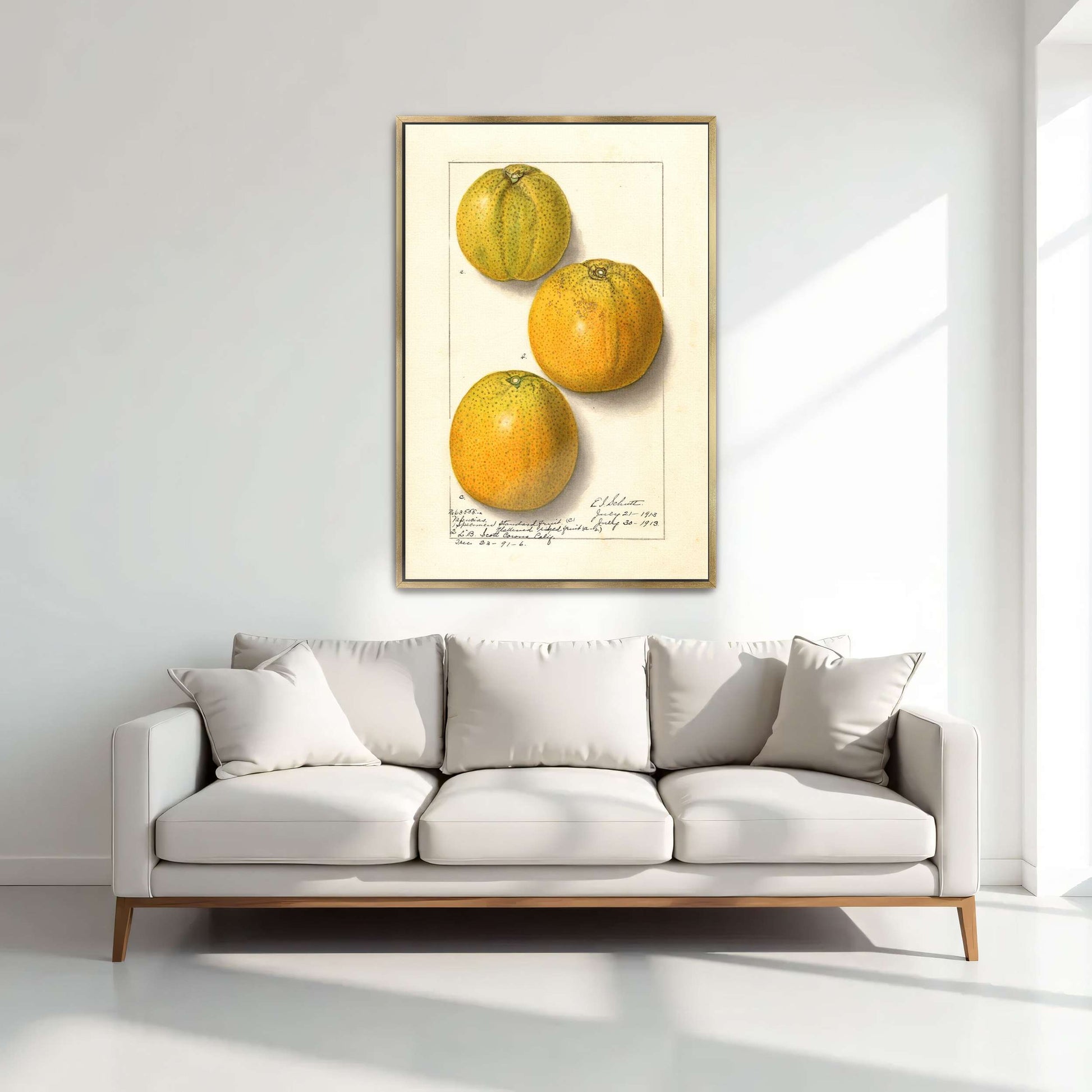 Three oranges, botanical illustration by Ellen Isham Schutt