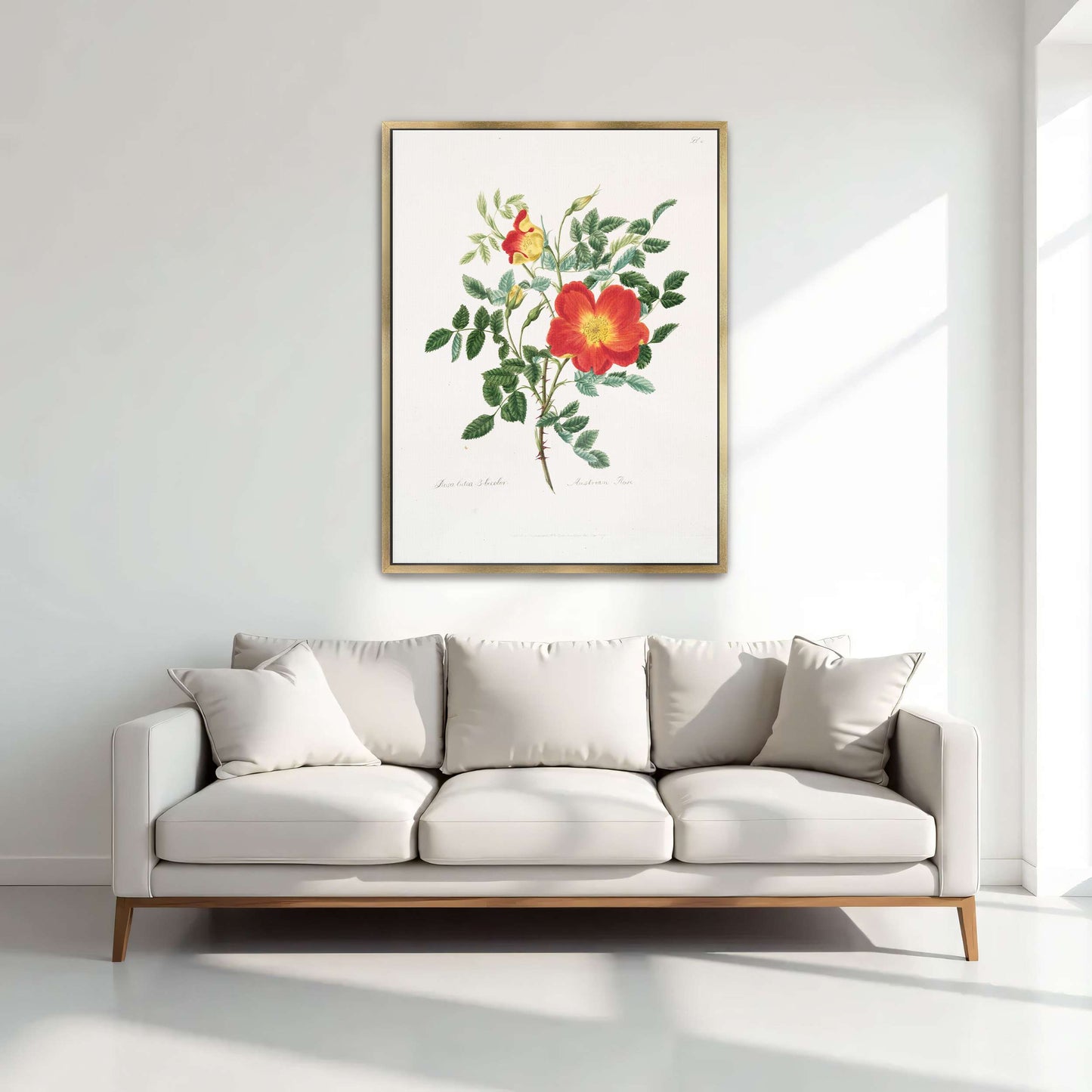 Austrian Rose botanical illustration by Mary Lawrance