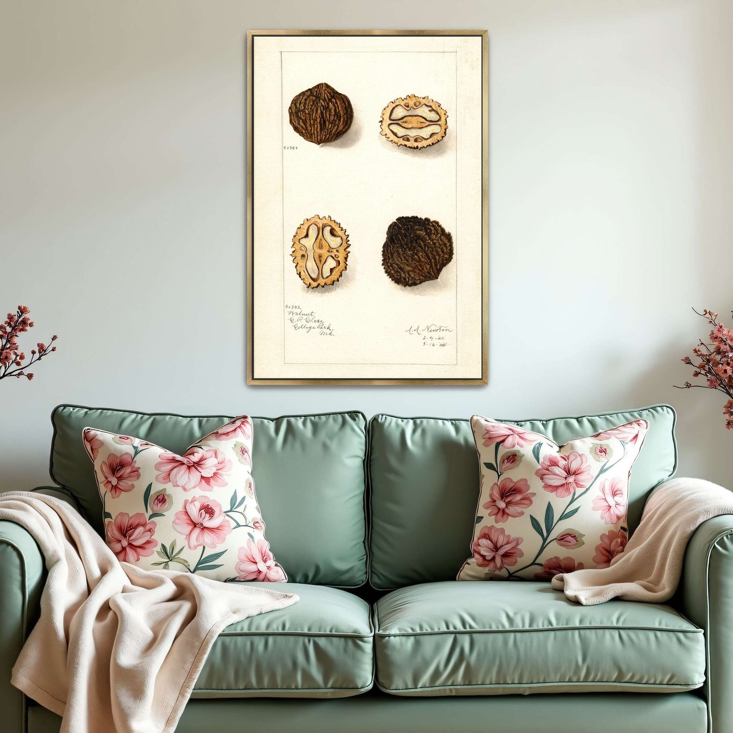 Walnut botanical illustration by Amanda Almira Newton