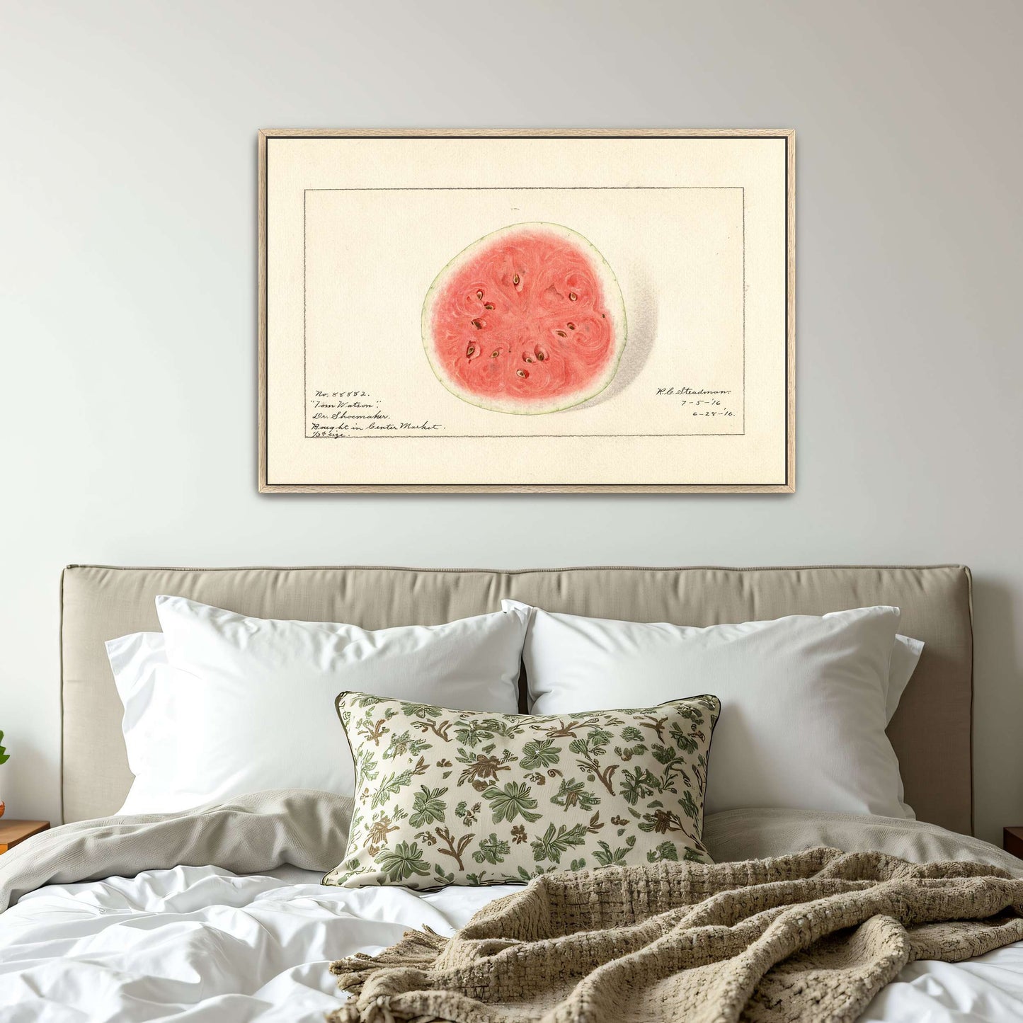 Watermelon half, botanical illustration by Royal Charles Steadman