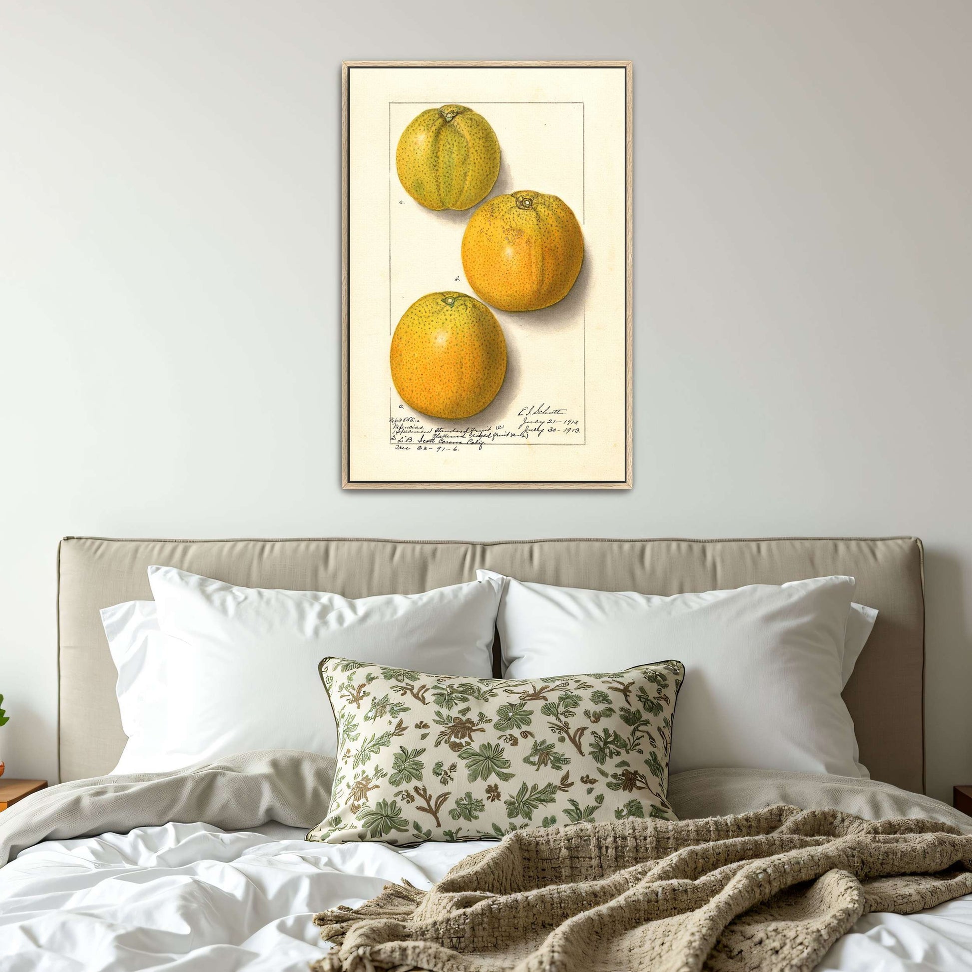 Three oranges, botanical illustration by Ellen Isham Schutt