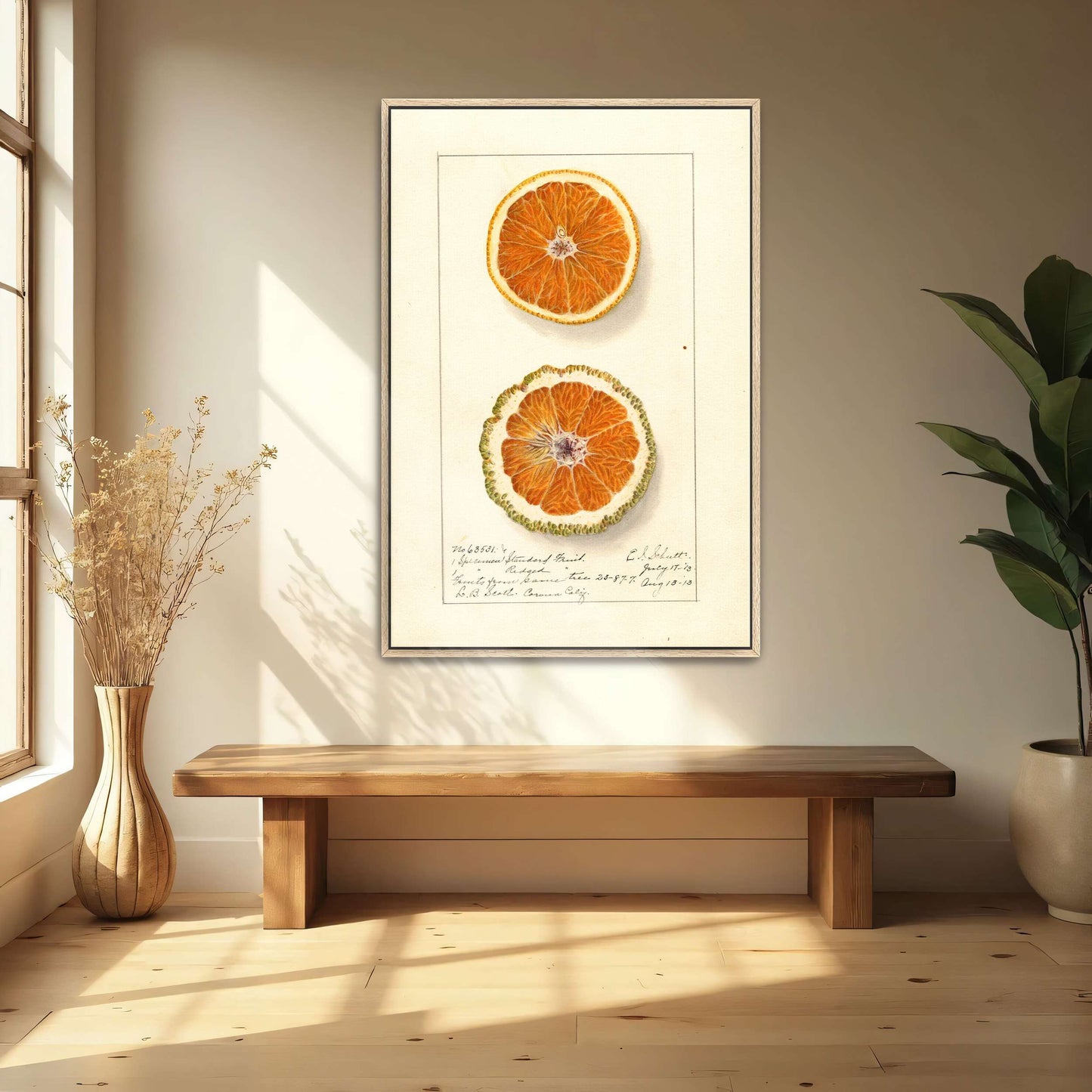 Orange slices, botanical illustration by Ellen Isham Schutt
