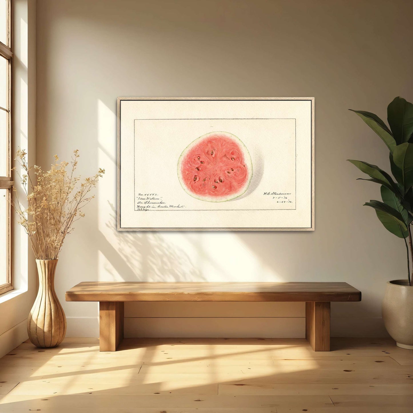 Watermelon half, botanical illustration by Royal Charles Steadman