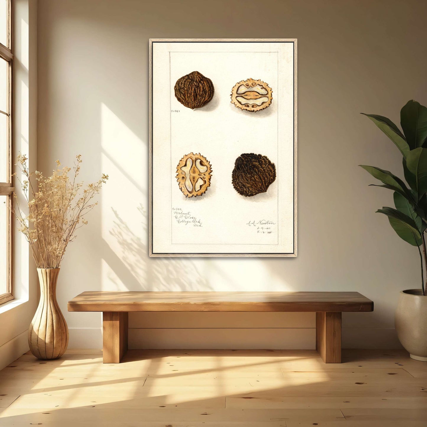 Walnut botanical illustration by Amanda Almira Newton