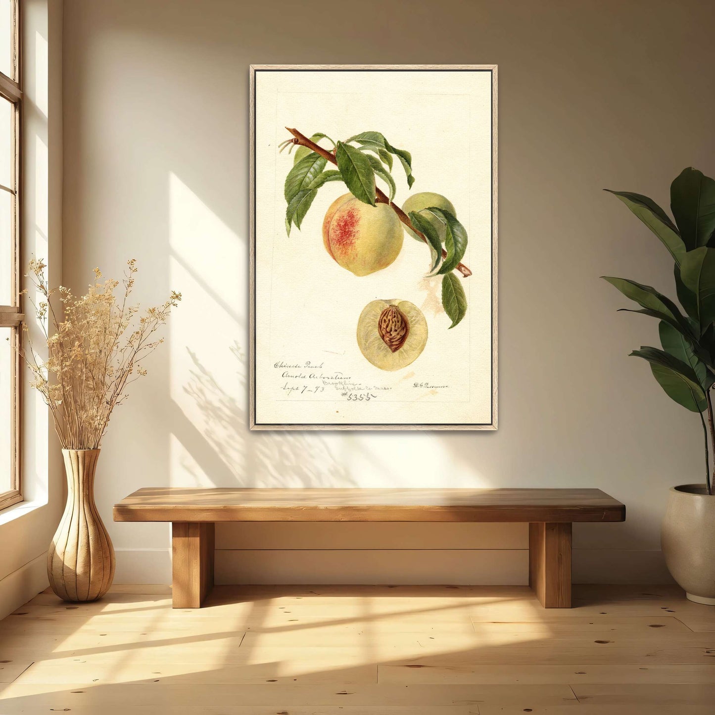 Chinese Peach Botanical Illustration by Deborah Griscom Passmore