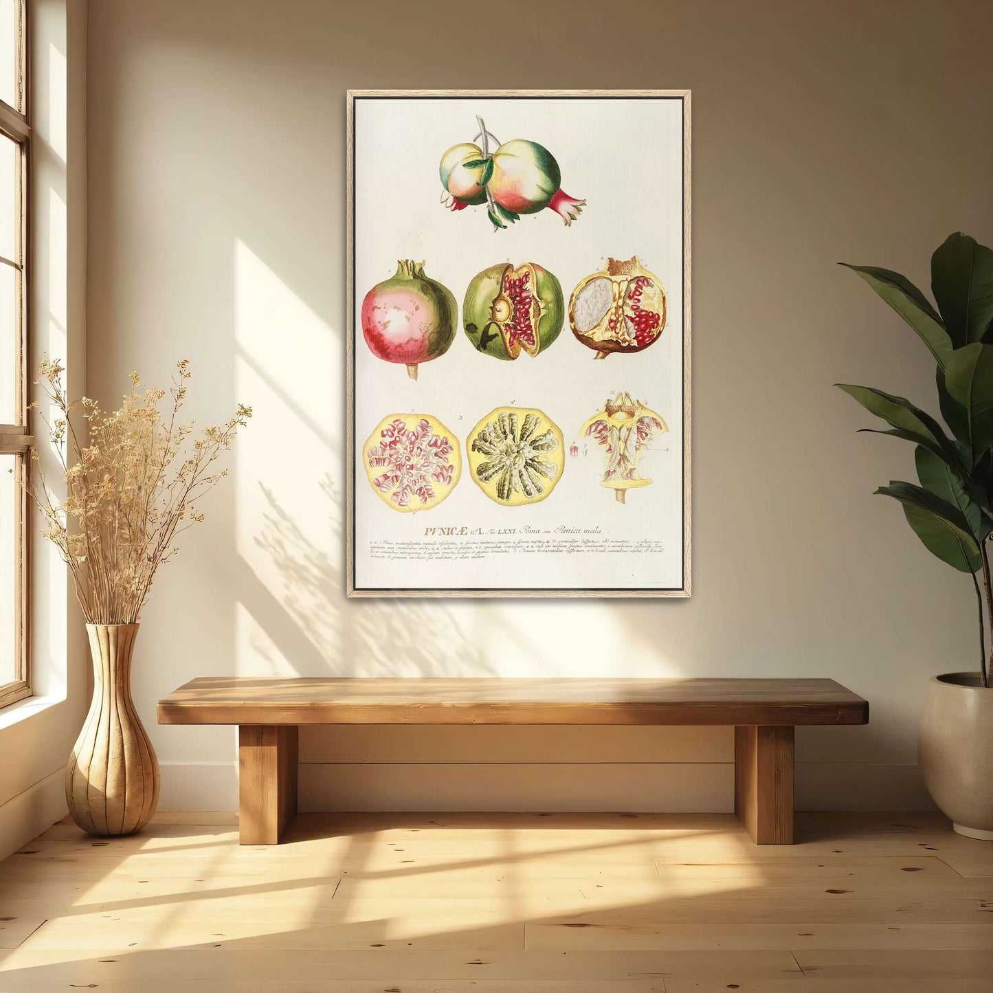 Pomegranate botanical illustration by Georg Dionysius Ehret