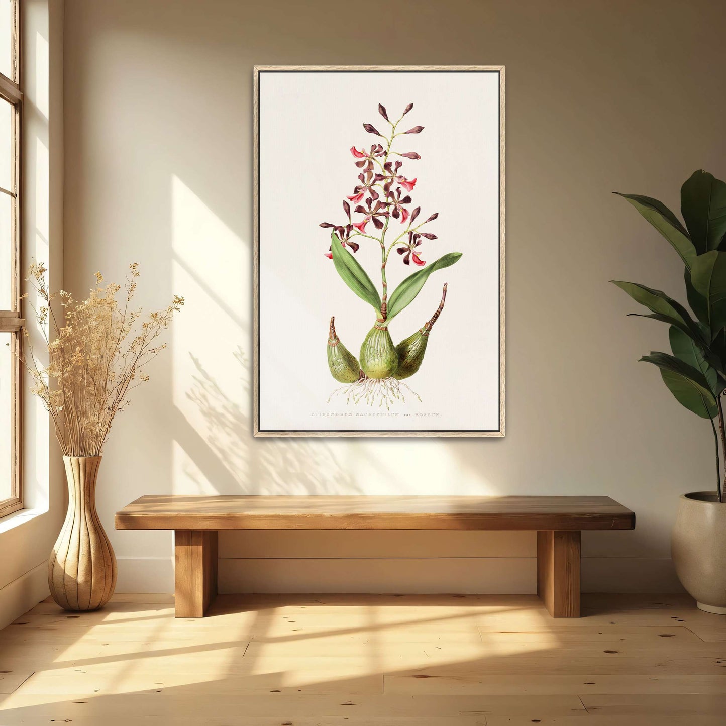 Orchid botanical illustration by James Bateman