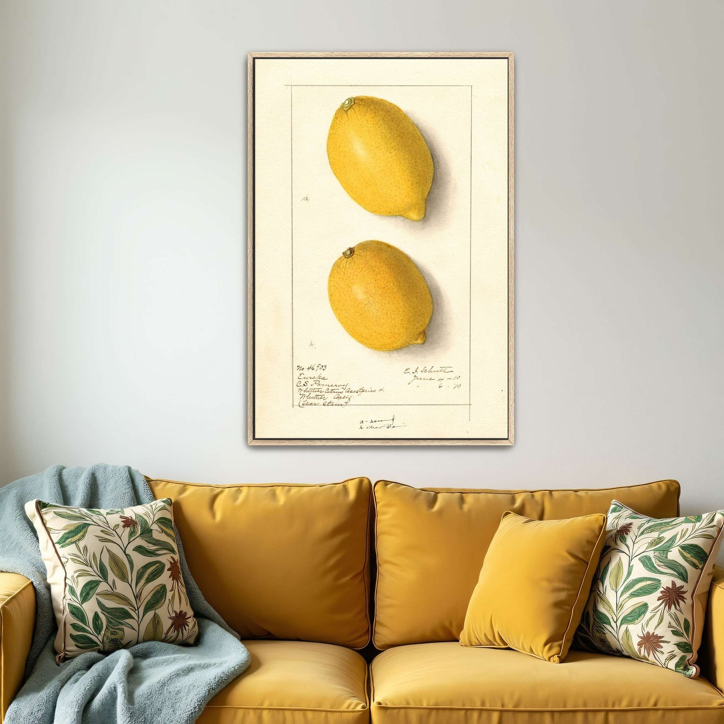 Two Lemons, Botanical Illustration by Ellen Isham Schutt