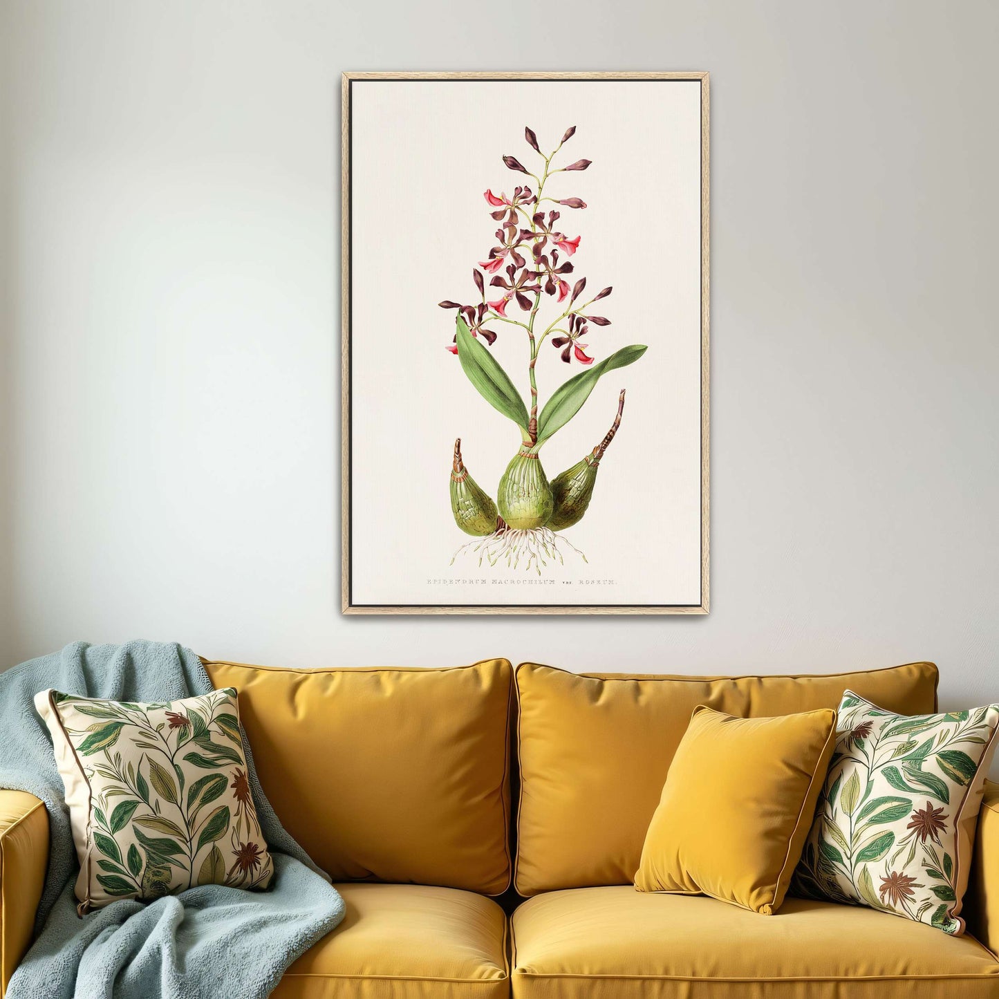 Orchid botanical illustration by James Bateman