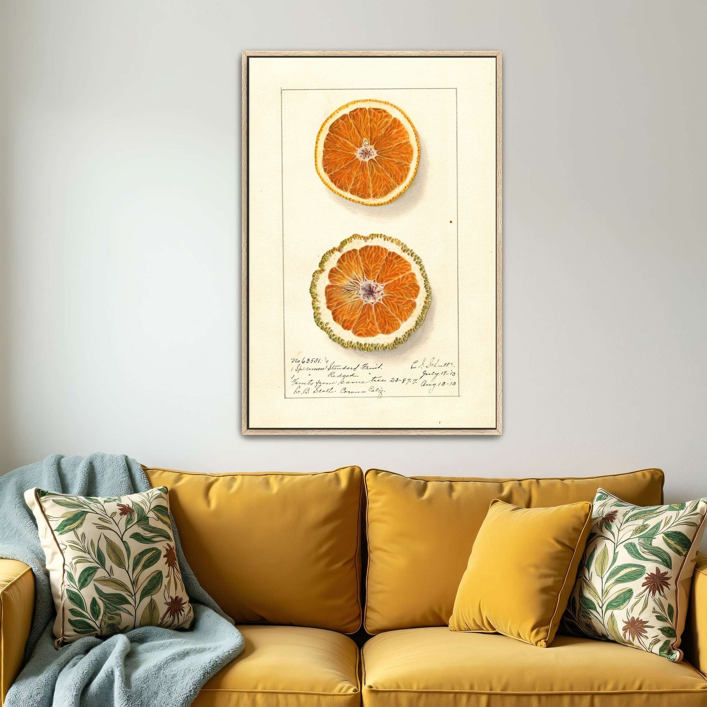 Orange slices, botanical illustration by Ellen Isham Schutt
