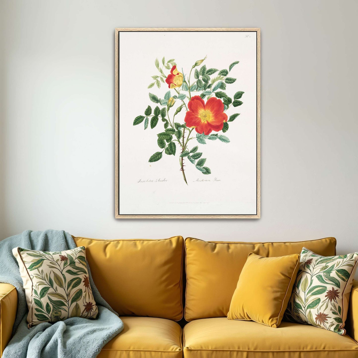 Austrian Rose botanical illustration by Mary Lawrance