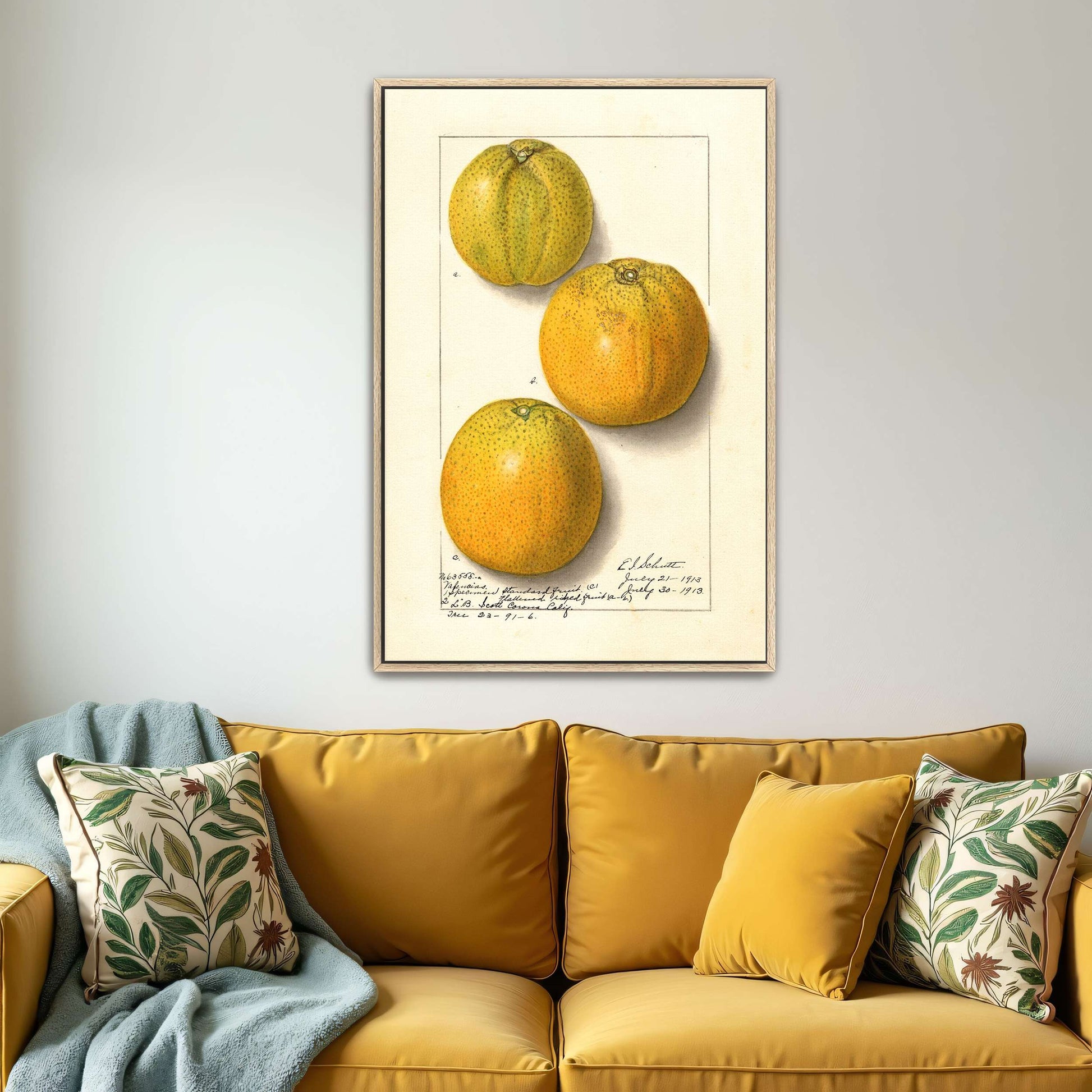 Three oranges, botanical illustration by Ellen Isham Schutt