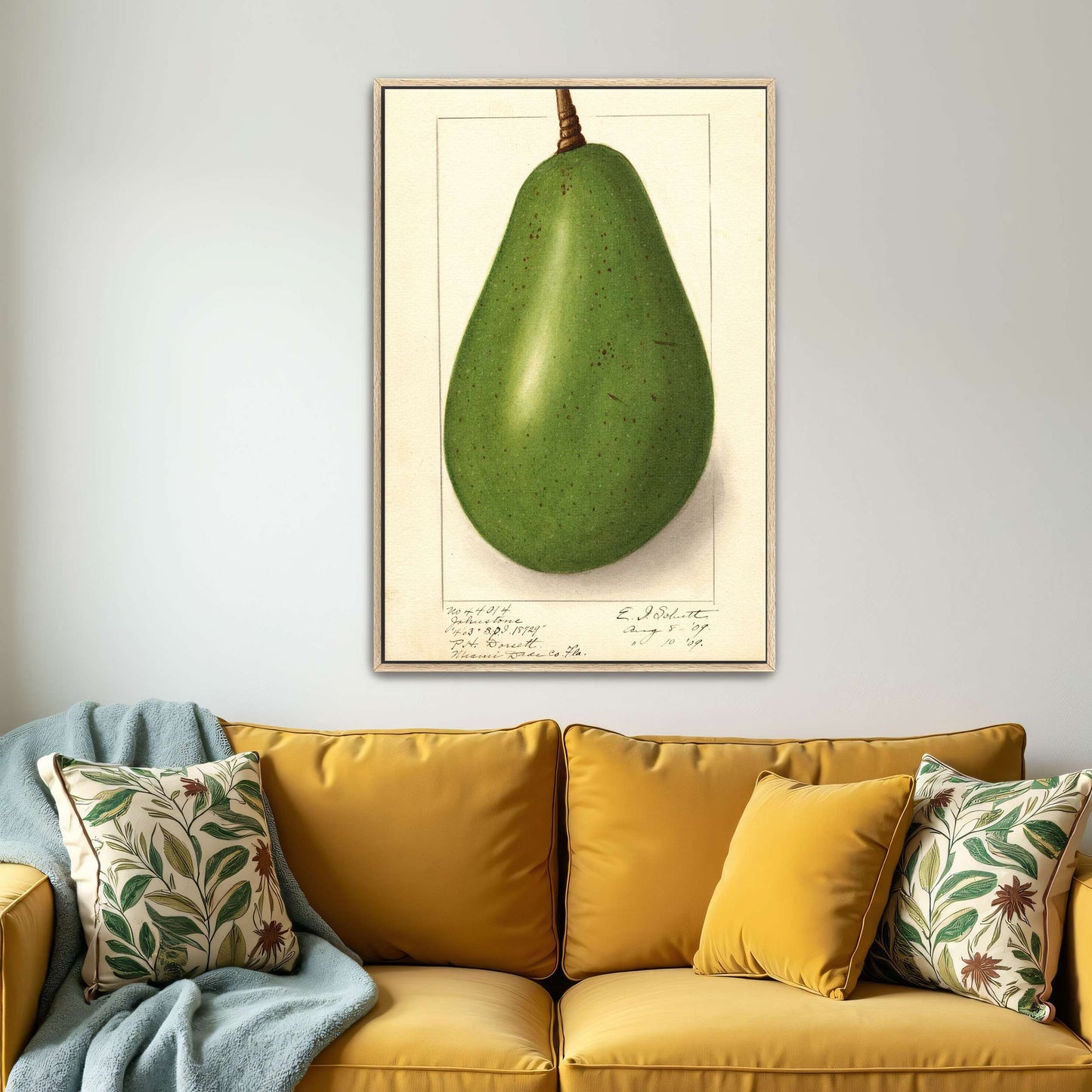 Botanical illustration of avocado by Ellen Isham Schutt