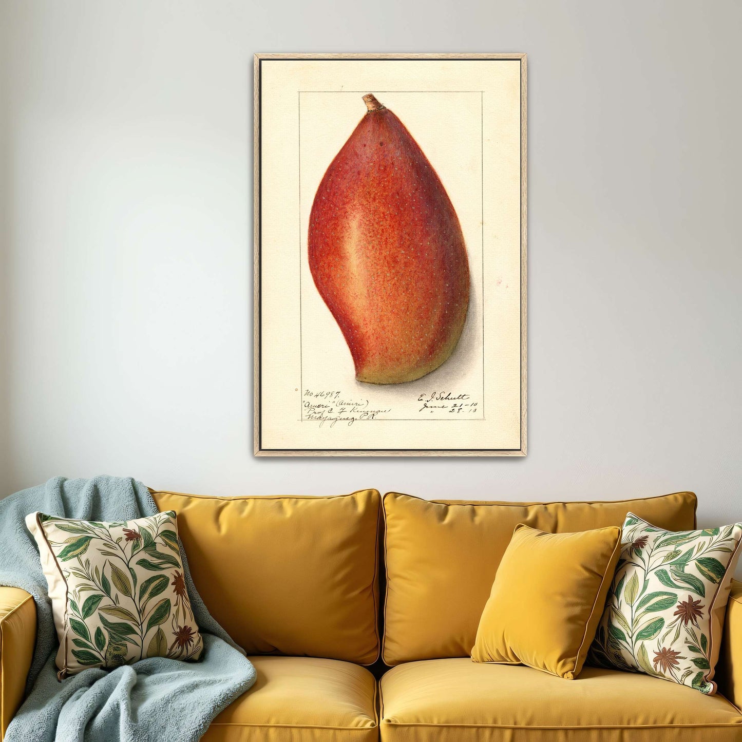 Red mango botanical illustration by Ellen Isham Schutt