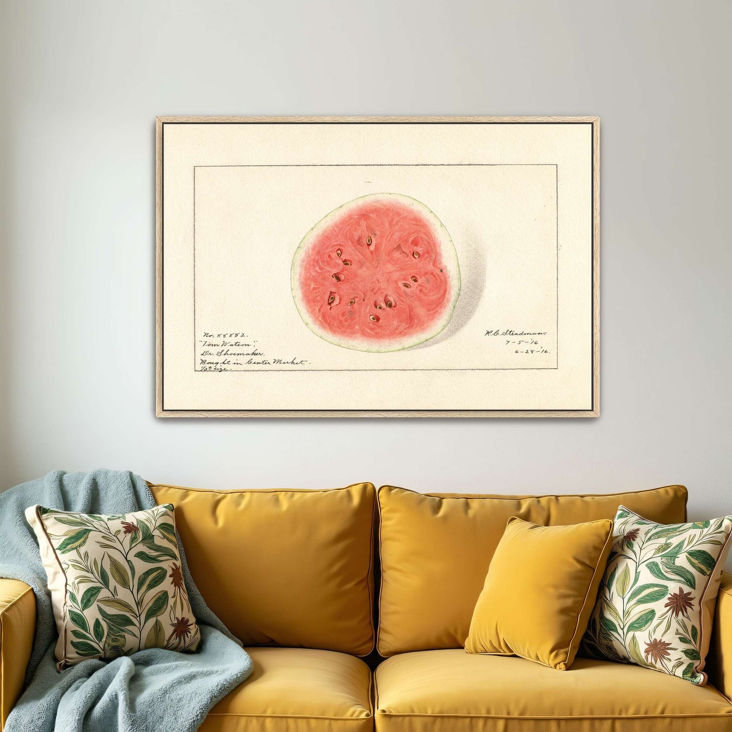 Watermelon half, botanical illustration by Royal Charles Steadman