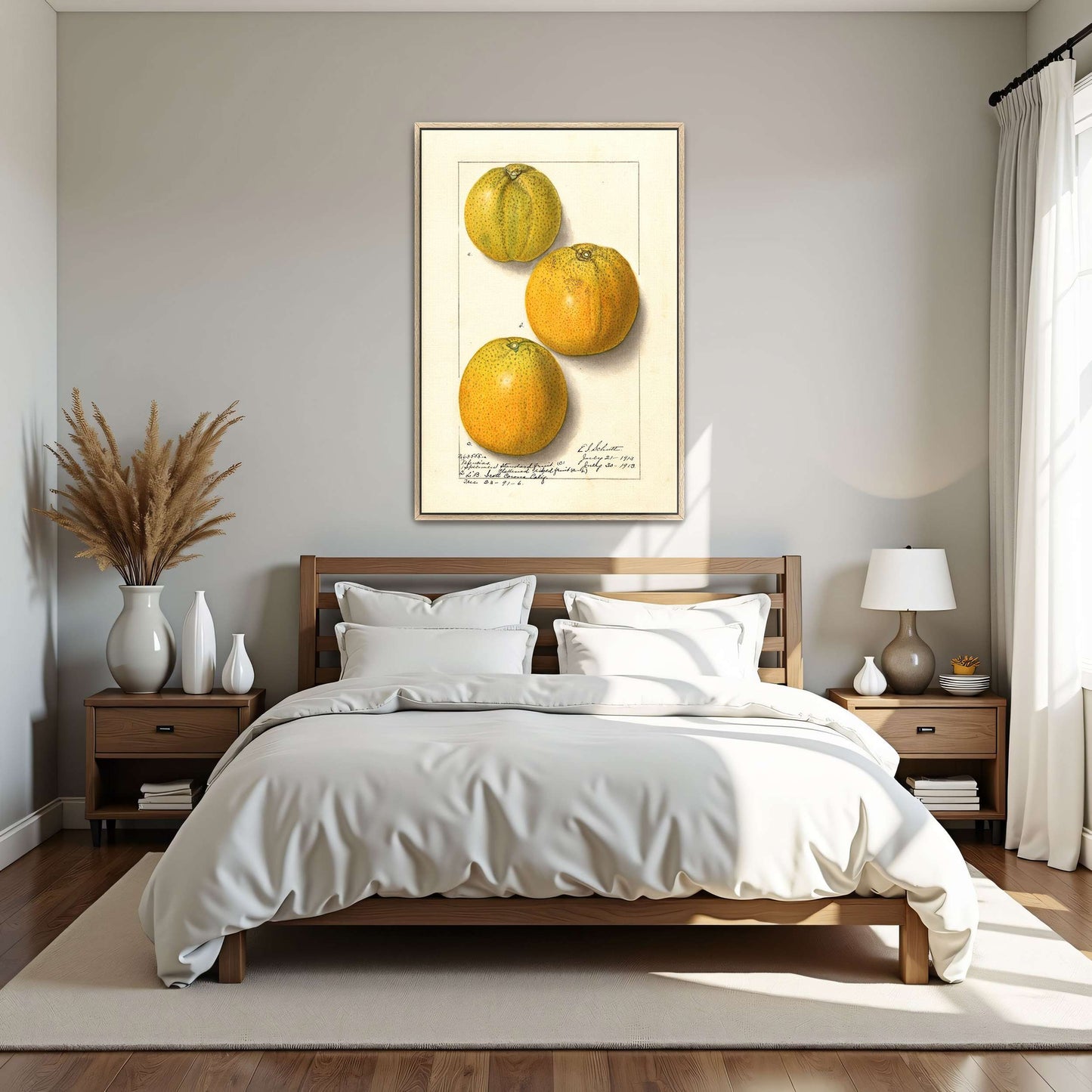 Three oranges, botanical illustration by Ellen Isham Schutt