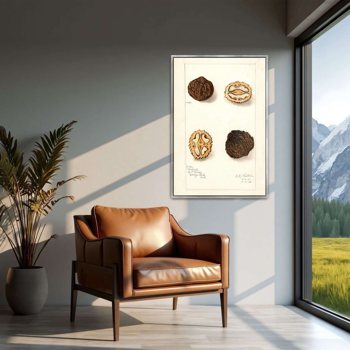 Walnut botanical illustration by Amanda Almira Newton