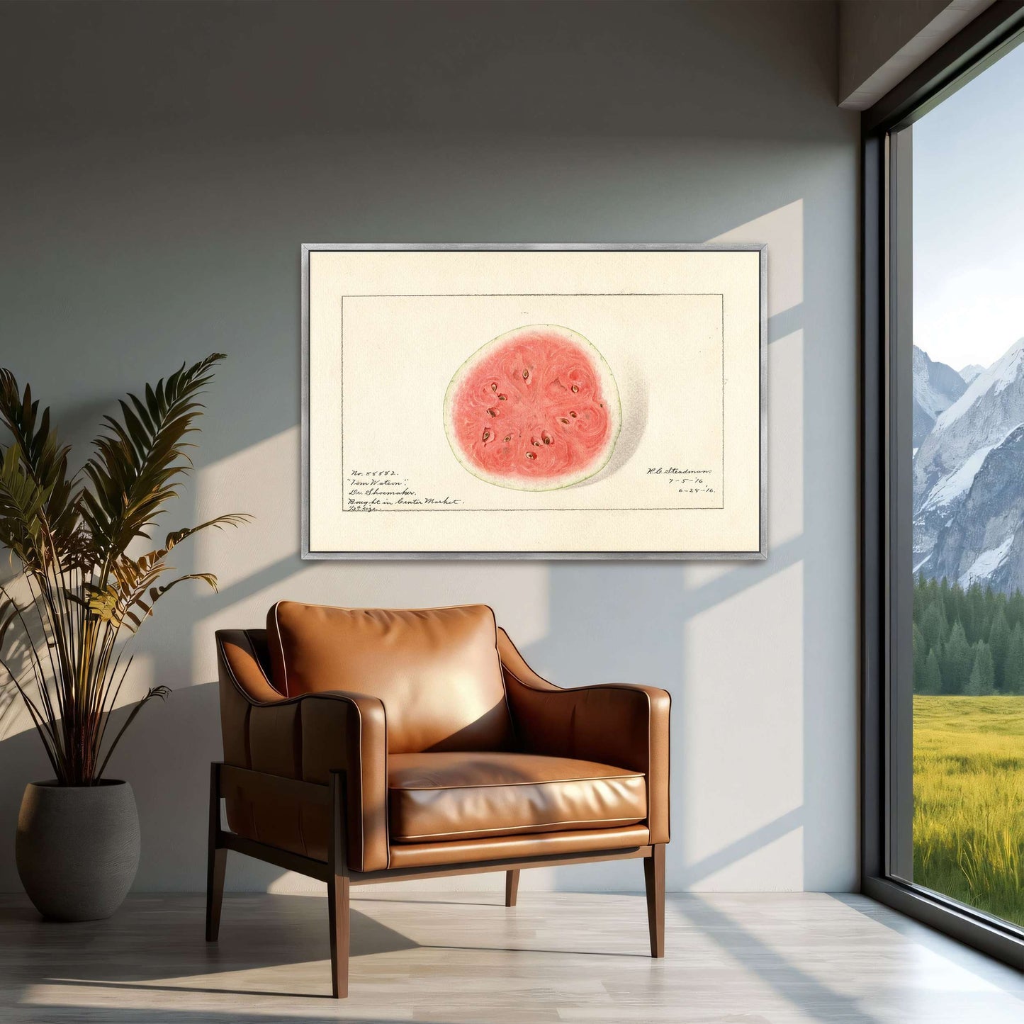Watermelon half, botanical illustration by Royal Charles Steadman