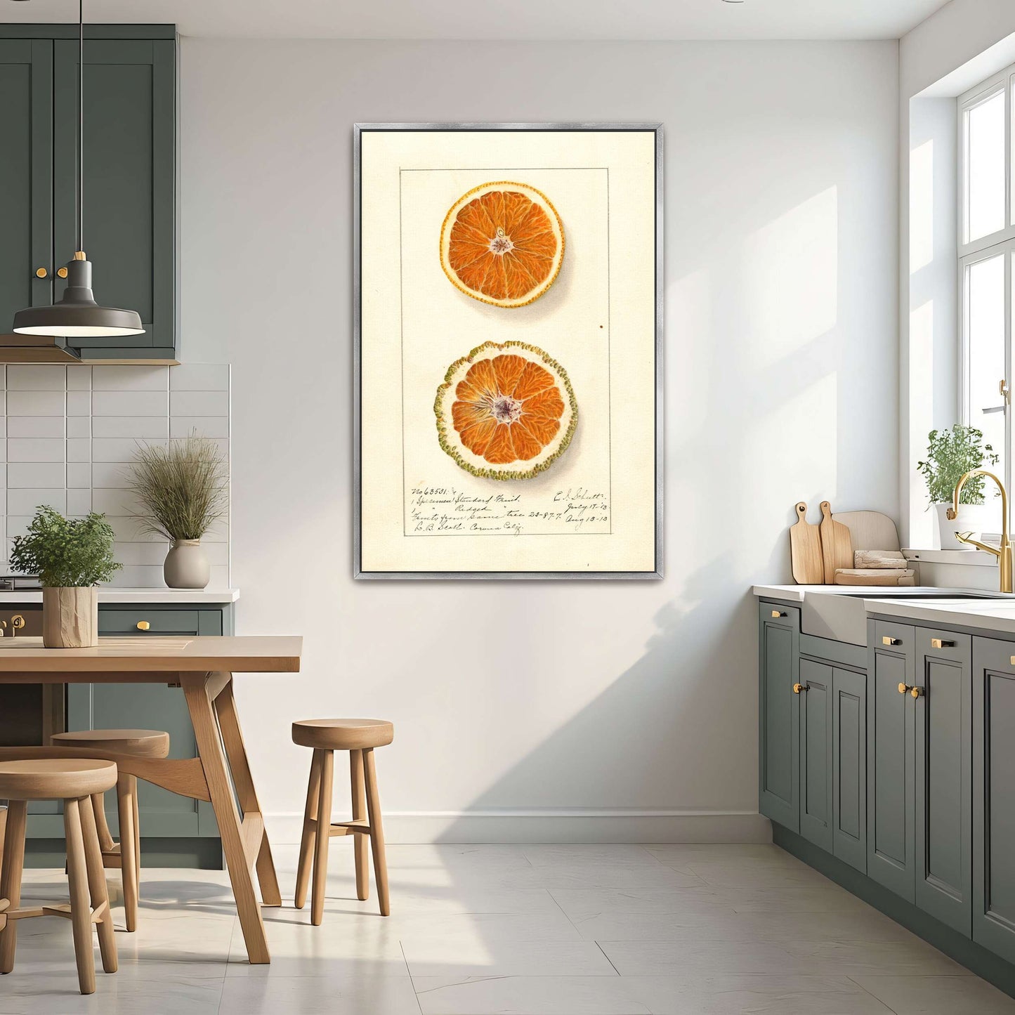 Orange slices, botanical illustration by Ellen Isham Schutt