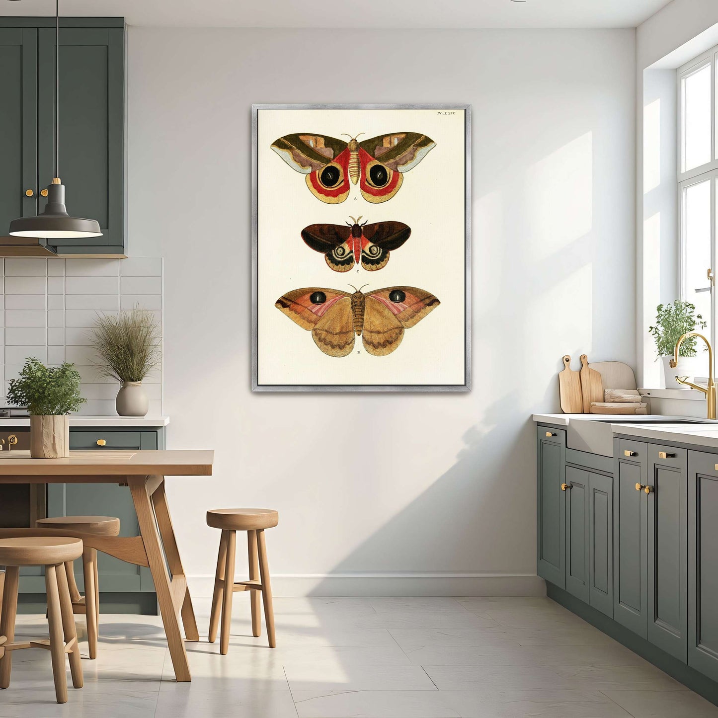 Three butterfly specimens on white background by Pieter Cramer