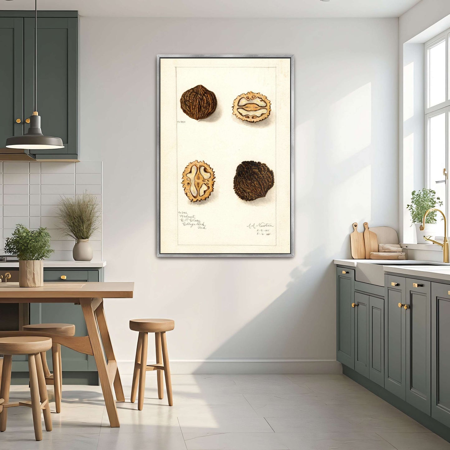 Walnut botanical illustration by Amanda Almira Newton
