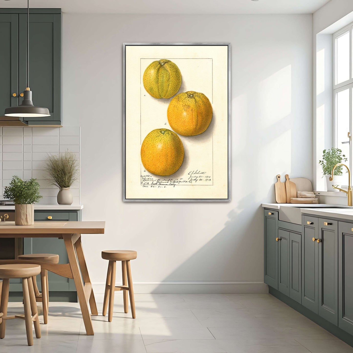 Three oranges, botanical illustration by Ellen Isham Schutt