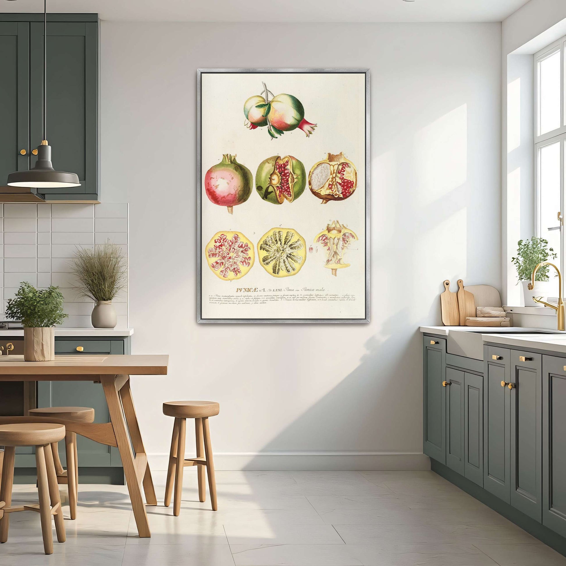 Pomegranate botanical illustration by Georg Dionysius Ehret
