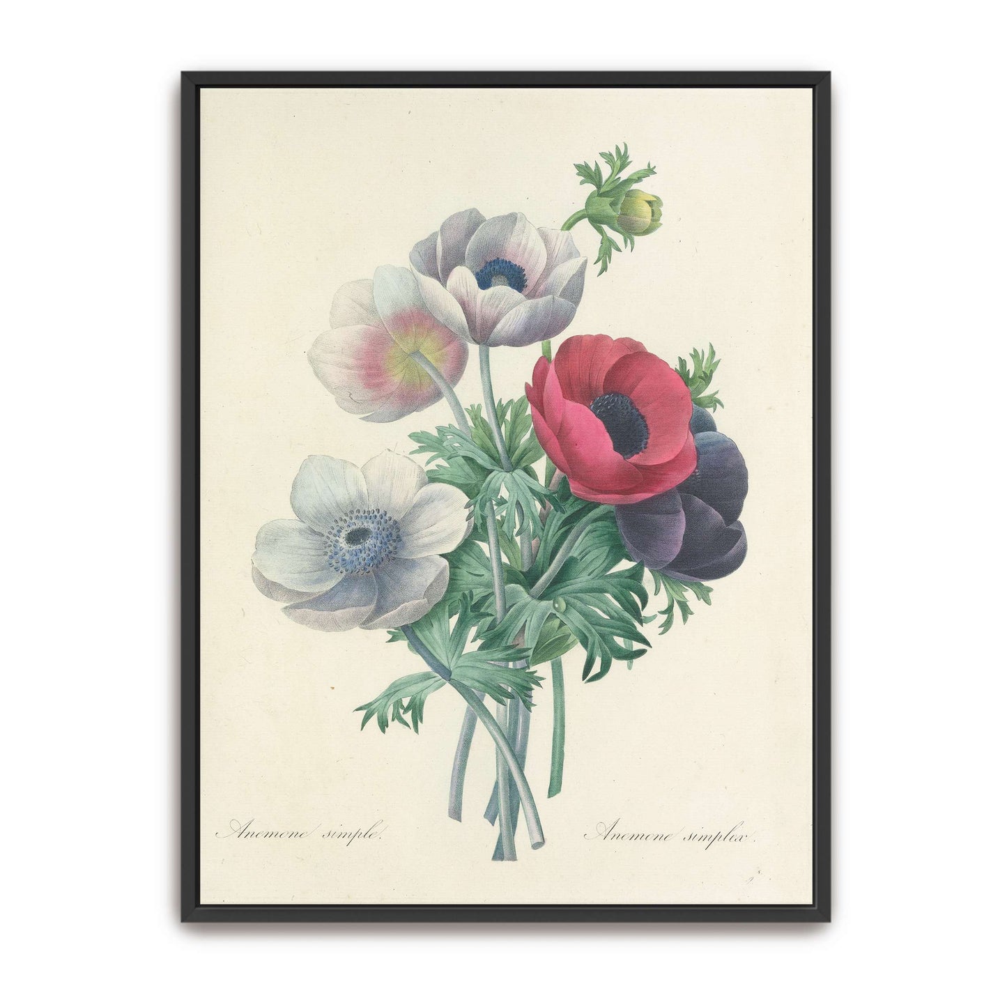 Anemone flowers botanical art by Pierre Joseph Redouté