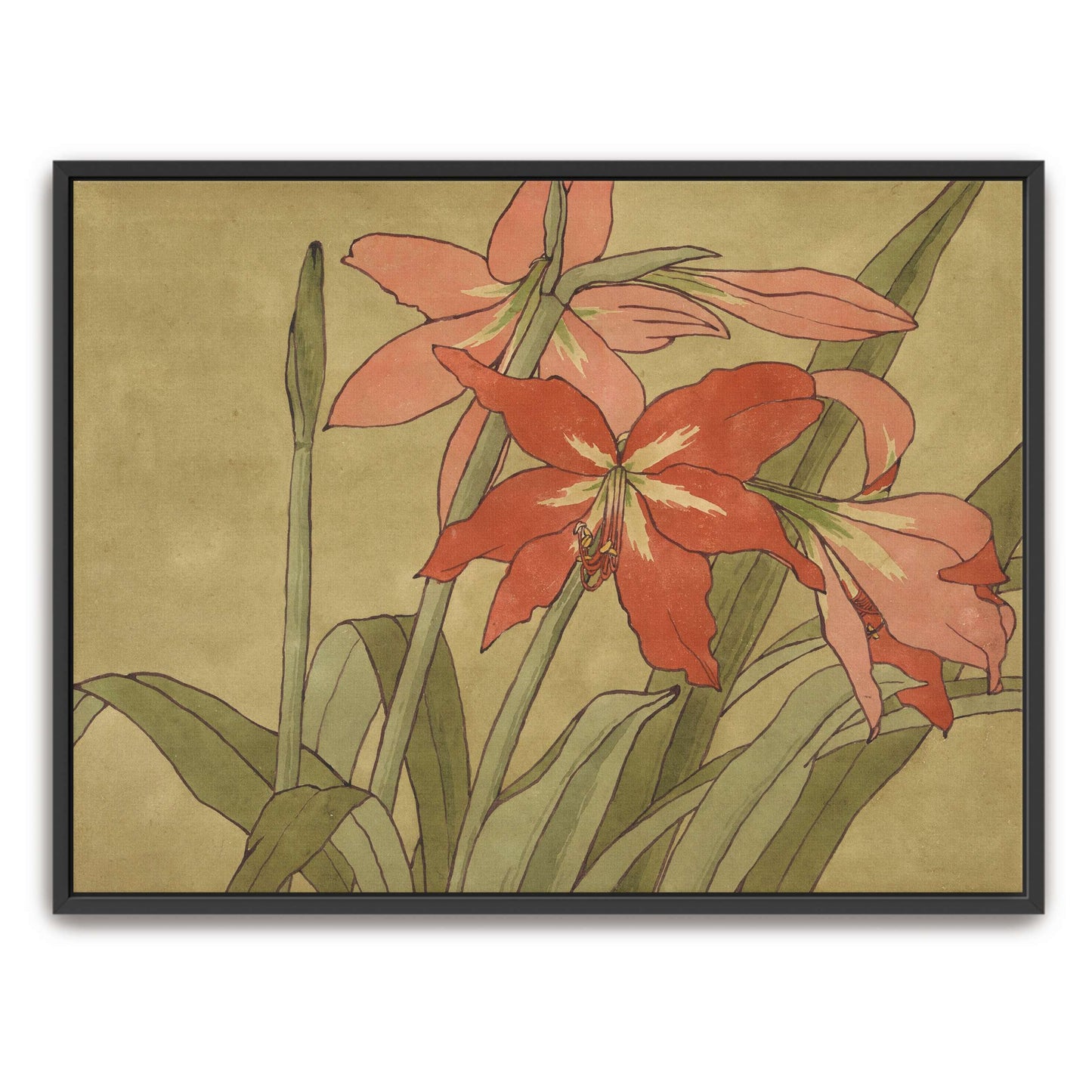 Amaryllis flowers, botanical art by Hannah Borger Overbeck