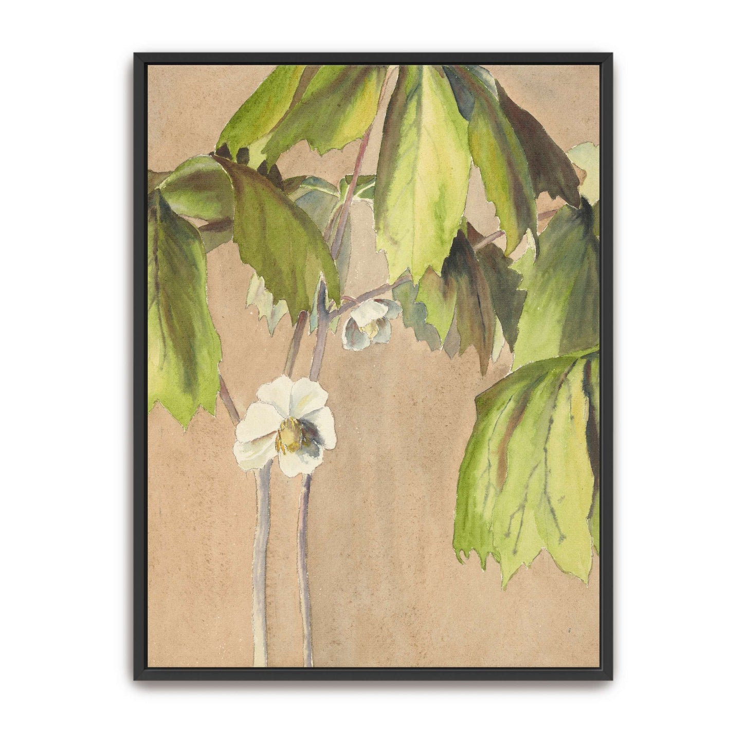 Watercolor painting of May Apple by Hannah Borger Overbeck