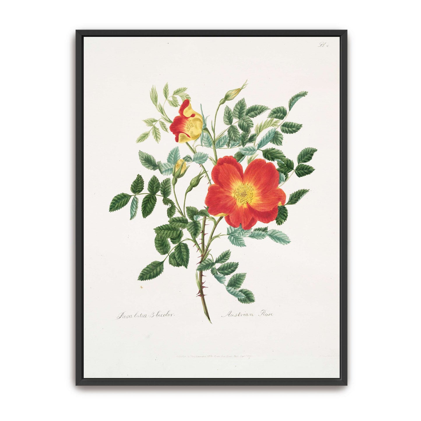 Austrian Rose botanical illustration by Mary Lawrance