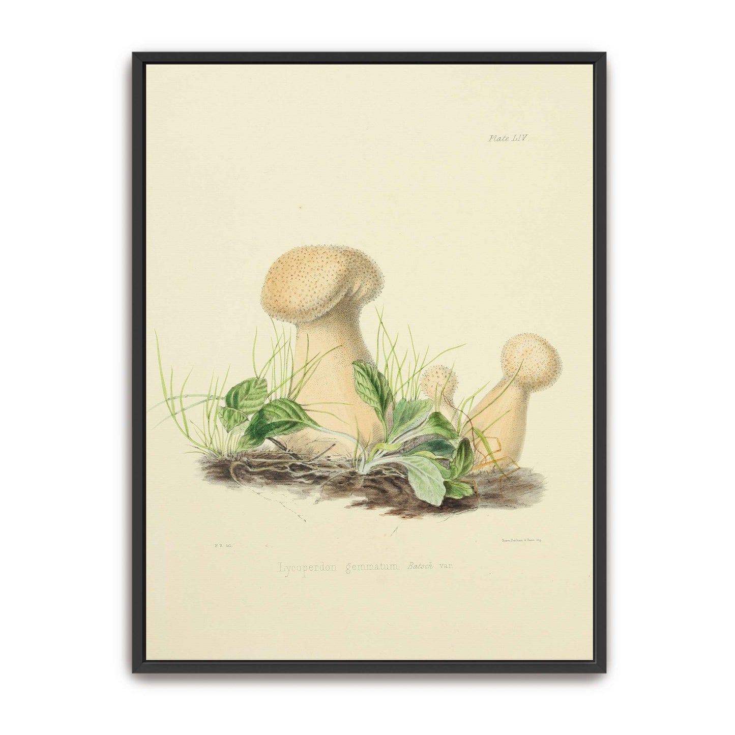 Mushrooms in grass illustration by Anna Maria Hussey