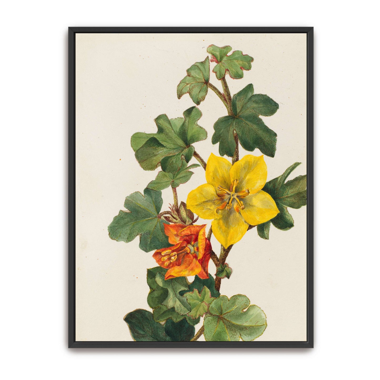 Yellow and orange flowers by Mary Vaux Walcott