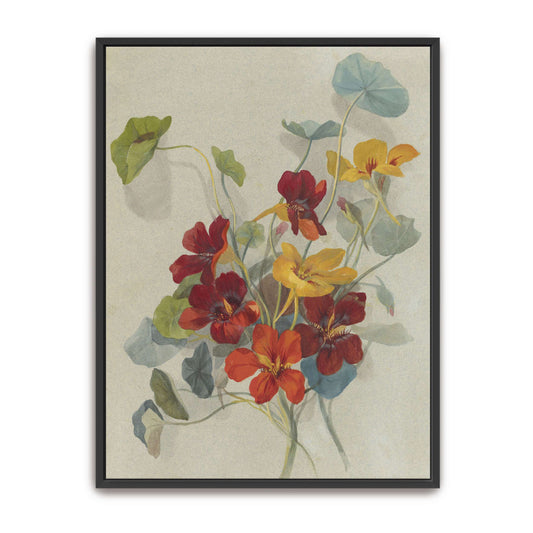 Watercolor painting of nasturtiums by Deborah Griscom Passmore