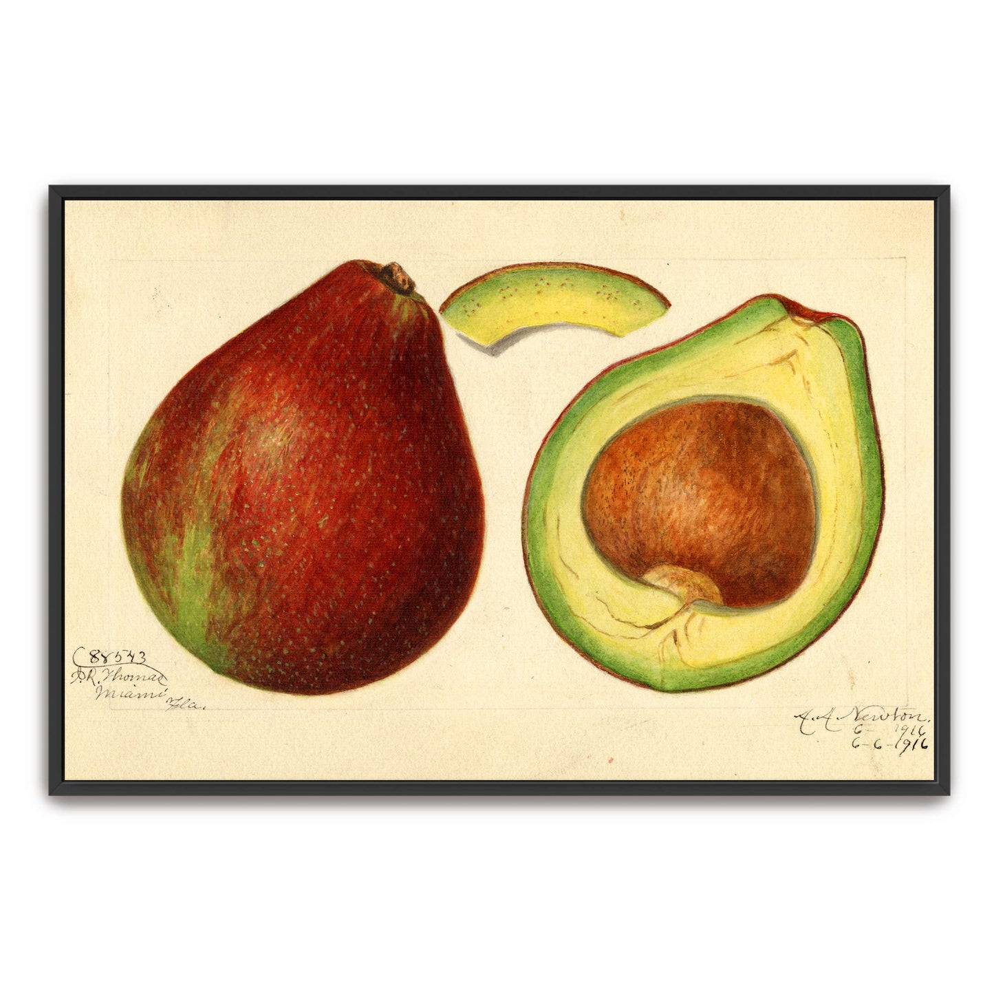 Avocado and pear watercolor by Amanda Almira Newton