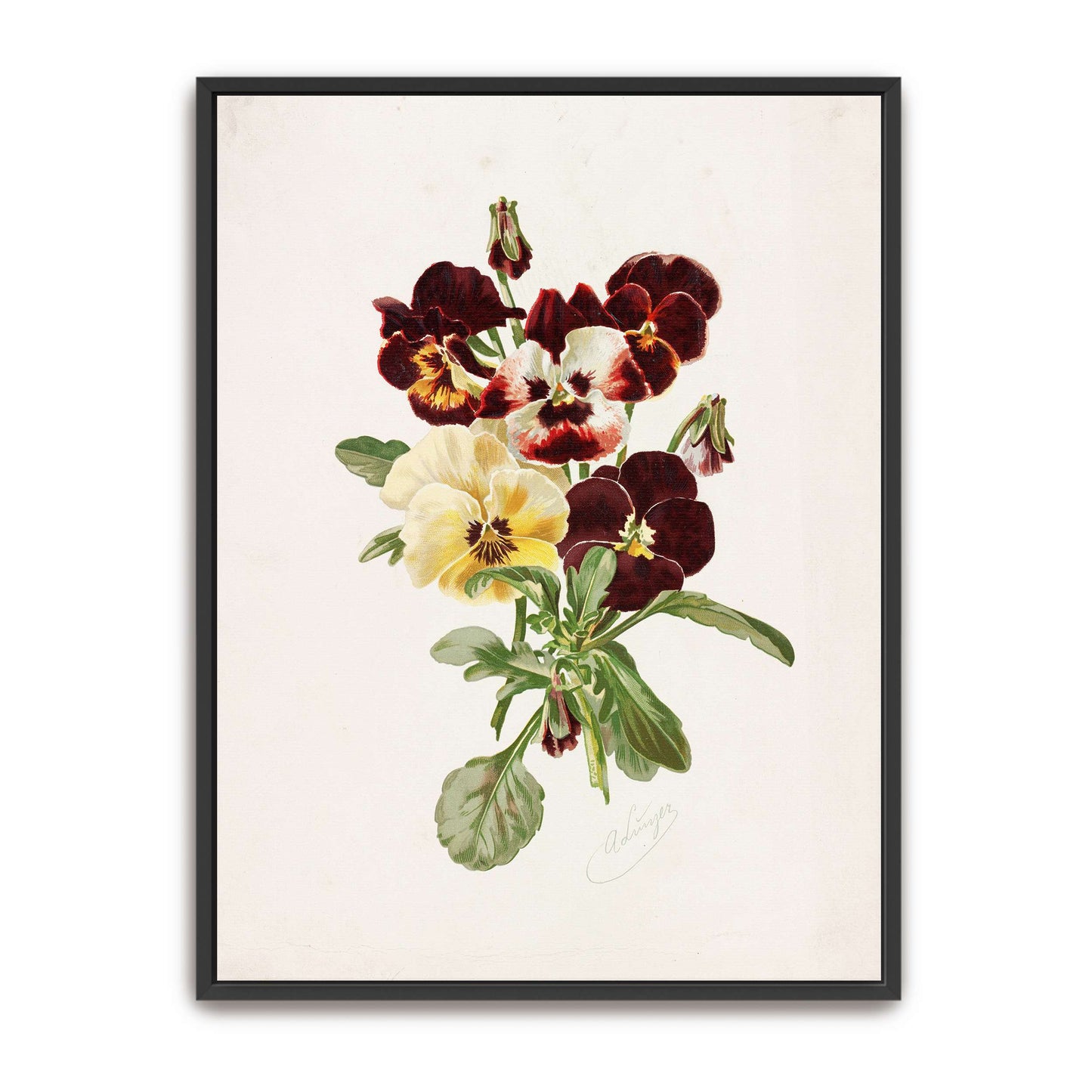 Dark and Light Pansies Bouquet by Alois Lunzer