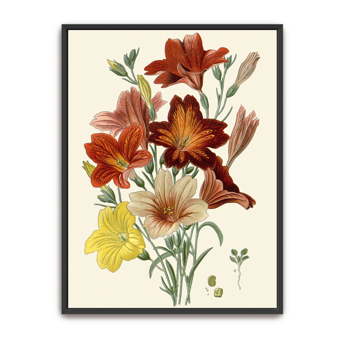 Botanical illustration of flowers by Edward Step