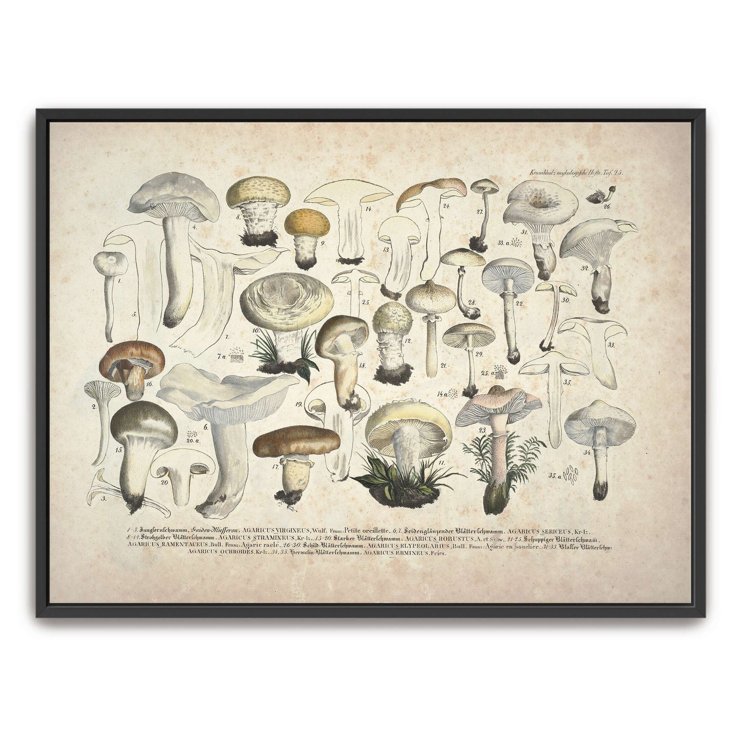 Mushroom illustration, botanical art by J. V. Krombholz