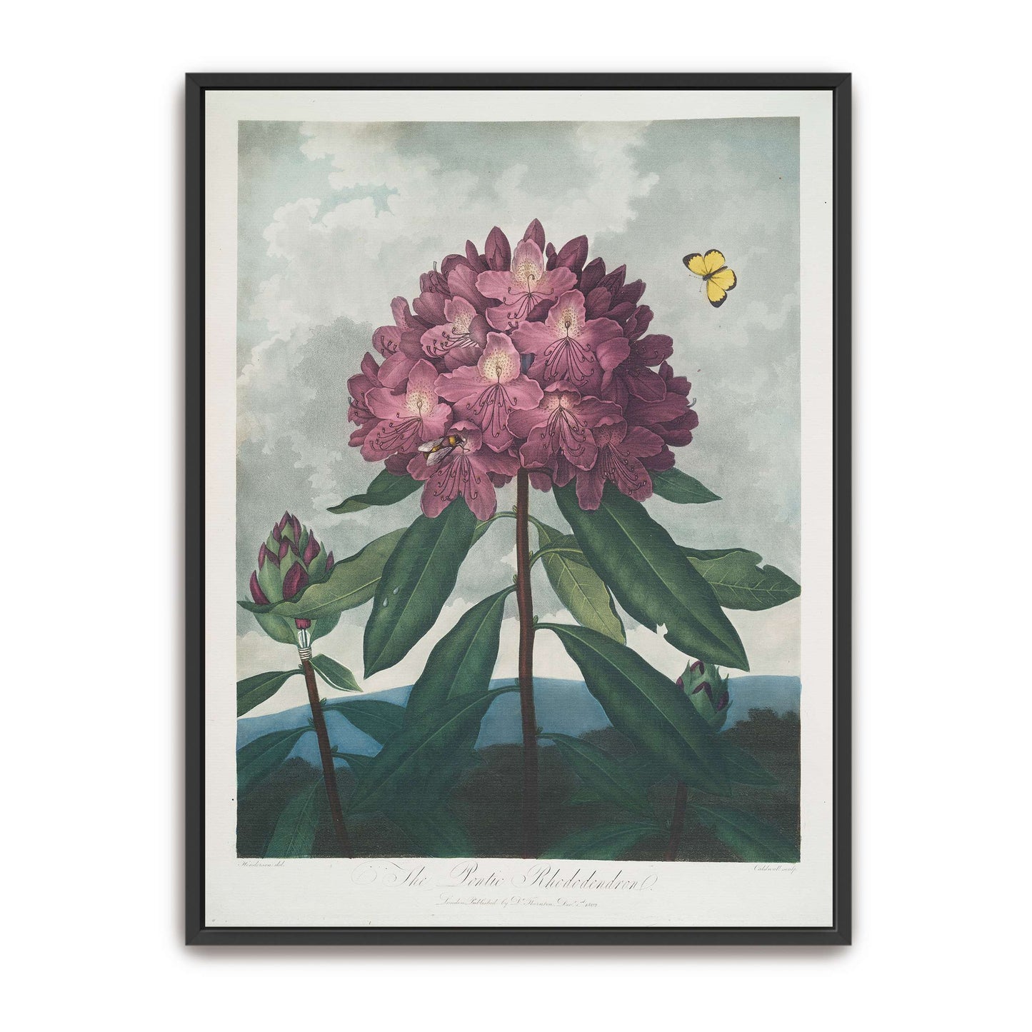 Pink Rhododendron with Insects by Robert John Thornton