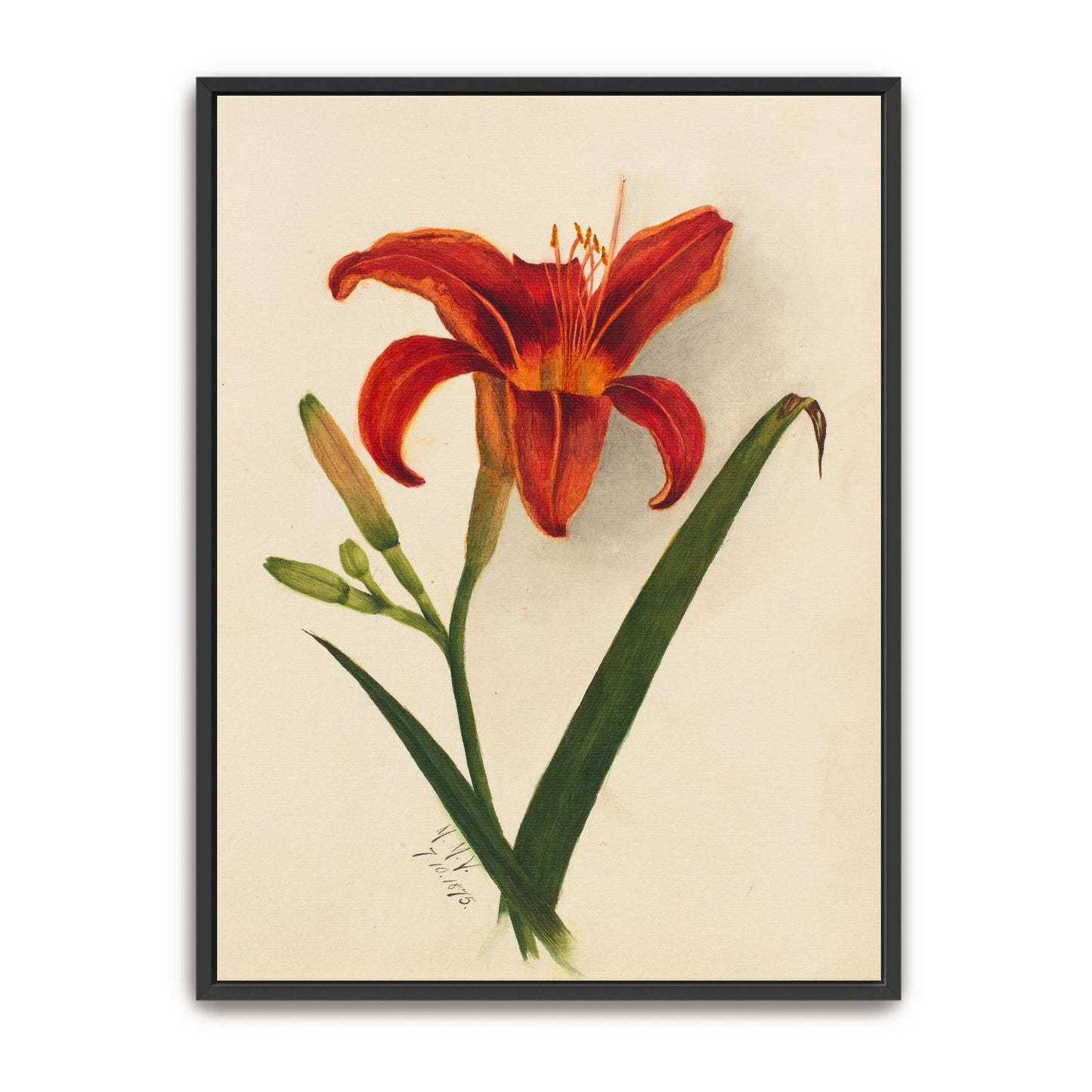 Orange daylily watercolor painting by Mary Vaux Walcott